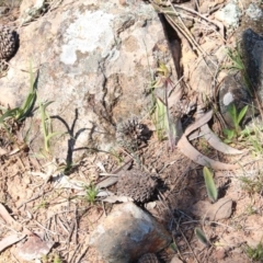 Caladenia actensis (Canberra Spider Orchid) at Downer, ACT by petersan