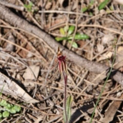 Caladenia actensis (Canberra Spider Orchid) at Mount Majura - 11 Sep 2020 by petersan