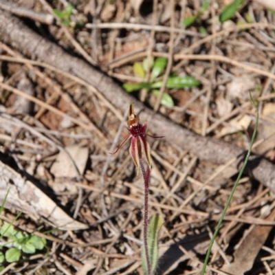 Caladenia actensis (Canberra Spider Orchid) at Mount Majura - 11 Sep 2020 by petersan