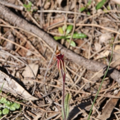 Caladenia actensis (Canberra Spider Orchid) at Downer, ACT by petersan