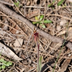Caladenia actensis (Canberra spider orchid) at Downer, ACT - 11 Sep 2020 by petersan