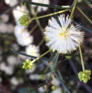 Acacia genistifolia at Downer, ACT - 11 Sep 2020