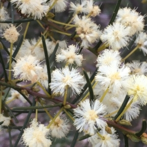 Acacia genistifolia at Hackett, ACT - 11 Sep 2020