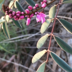 Indigofera australis subsp. australis at Hackett, ACT - 11 Sep 2020