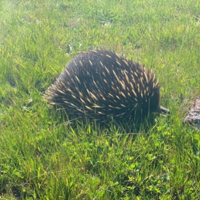 Tachyglossus aculeatus (Short-beaked Echidna) at Wodonga - 10 Sep 2020 by MikeF