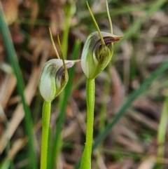 Pterostylis pedunculata (Maroonhood) at Crace, ACT - 11 Sep 2020 by AaronClausen