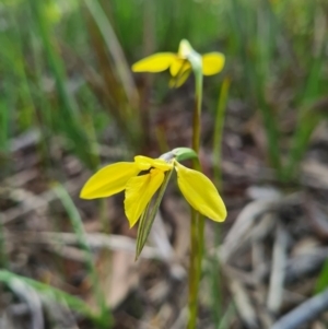 Diuris chryseopsis at Kaleen, ACT - suppressed