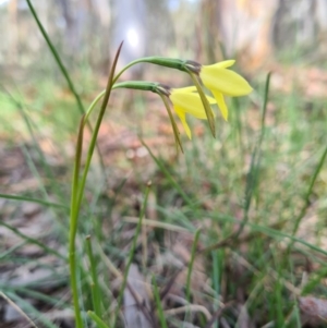 Diuris chryseopsis at Kaleen, ACT - suppressed