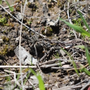 Tasmanicosa sp. (genus) at Cook, ACT - 7 Sep 2020