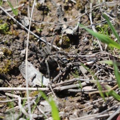 Tasmanicosa sp. (genus) (Unidentified Tasmanicosa wolf spider) at Mount Painter - 7 Sep 2020 by Tammy