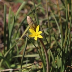 Bulbine bulbosa (Golden Lily) at Cook, ACT - 7 Sep 2020 by Tammy