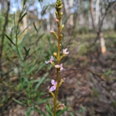 Stylidium graminifolium (grass triggerplant) at Crace, ACT - 11 Sep 2020 by AaronClausen