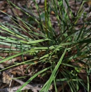 Stylidium graminifolium at Crace, ACT - 11 Sep 2020