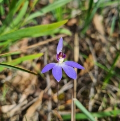 Cyanicula caerulea (Blue Fingers, Blue Fairies) at Kaleen, ACT - 11 Sep 2020 by AaronClausen