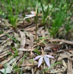 Caladenia fuscata (Dusky Fingers) at Kaleen, ACT - 11 Sep 2020 by AaronClausen