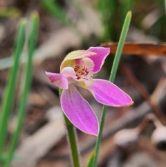 Caladenia carnea (Pink Fingers) at Kaleen, ACT - 11 Sep 2020 by AaronClausen