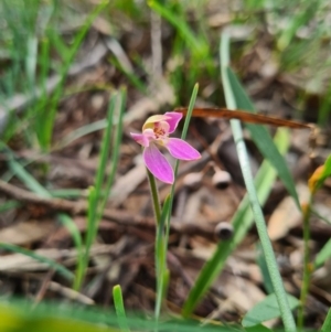 Caladenia carnea at Kaleen, ACT - 11 Sep 2020