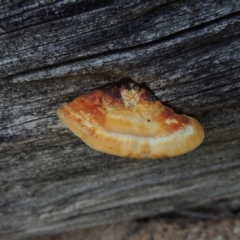 Truncospora ochroleuca at Rob Roy Range - 31 Mar 2020 by michaelb