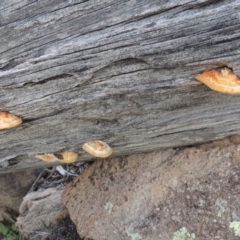 Truncospora ochroleuca at Banks, ACT - 31 Mar 2020