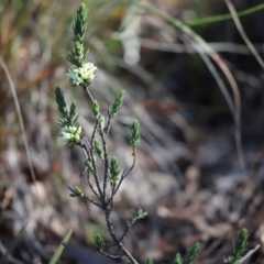 Melichrus urceolatus (Urn Heath) at Mount Painter - 30 Jul 2020 by Tammy