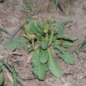 Solenogyne dominii at Tuggeranong DC, ACT - 31 Mar 2020