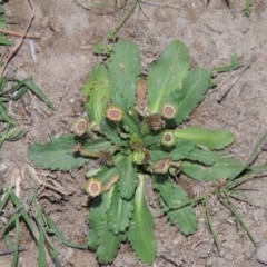 Solenogyne dominii at Tuggeranong DC, ACT - 31 Mar 2020