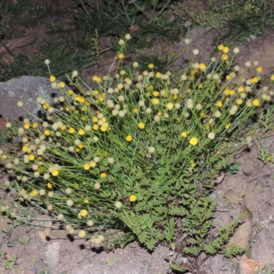 Calotis lappulacea (Yellow Burr Daisy) at Rob Roy Range - 31 Mar 2020 by michaelb