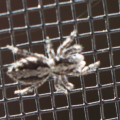 Clynotis severus (Stern Jumping Spider) at Gundaroo, NSW - 11 Sep 2020 by Gunyijan