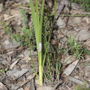 Utetheisa pulchelloides at Aranda, ACT - 10 Sep 2020