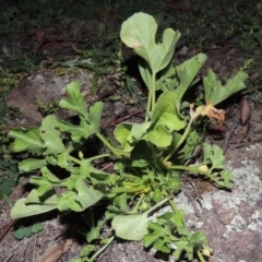 Cucumis myriocarpus (Prickly Paddy Melon) at Tuggeranong DC, ACT - 31 Mar 2020 by michaelb