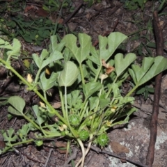 Cucumis myriocarpus at Tuggeranong DC, ACT - 31 Mar 2020