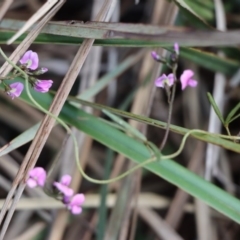 Glycine clandestina (Twining Glycine) at Gundaroo, NSW - 11 Sep 2020 by Gunyijan