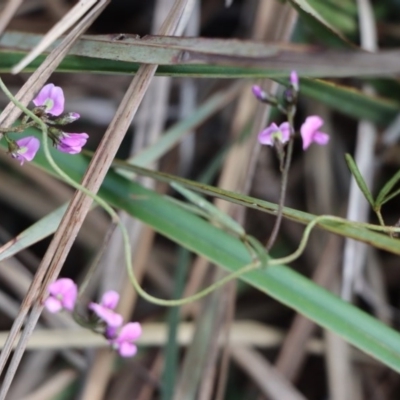 Glycine clandestina (Twining Glycine) at Gundaroo, NSW - 12 Sep 2020 by Gunyijan