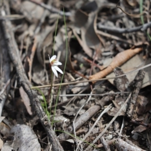 Caladenia fuscata at Holt, ACT - suppressed