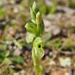 Hymenochilus bicolor (ACT) = Pterostylis bicolor (NSW) (Black-tip Greenhood) at Majura, ACT - 12 Sep 2020 by AaronClausen