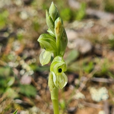 Hymenochilus bicolor (ACT) = Pterostylis bicolor (NSW) (Black-tip Greenhood) at Majura, ACT - 12 Sep 2020 by AaronClausen