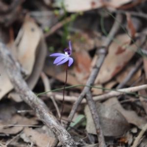 Cyanicula caerulea at Cook, ACT - 10 Sep 2020