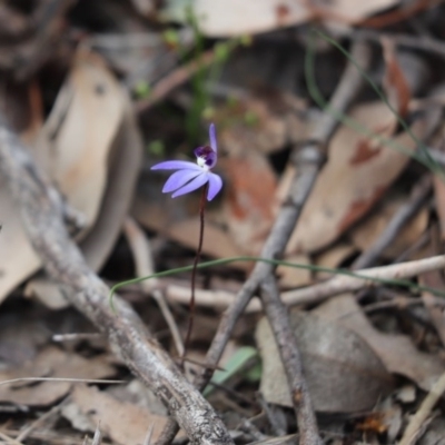 Cyanicula caerulea (Blue Fingers, Blue Fairies) at Cook, ACT - 10 Sep 2020 by Tammy