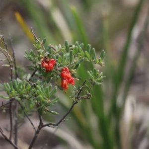 Grevillea alpina at Aranda, ACT - 10 Sep 2020