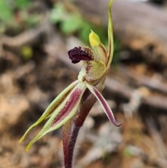 Caladenia actensis (Canberra Spider Orchid) at Majura, ACT - 11 Sep 2020 by AaronClausen