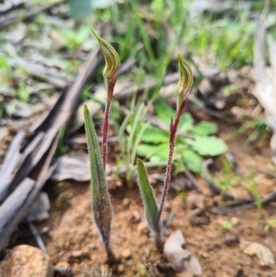 Caladenia actensis (Canberra Spider Orchid) at Majura, ACT - 11 Sep 2020 by AaronClausen