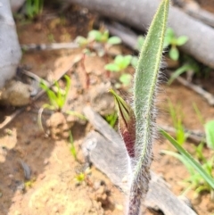 Caladenia actensis at suppressed - suppressed