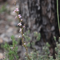 Stylidium graminifolium (Grass Triggerplant) at Aranda, ACT - 10 Sep 2020 by Tammy