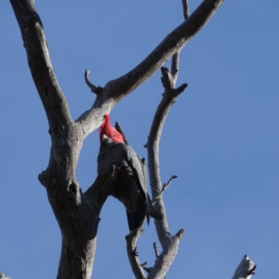 Callocephalon fimbriatum (Gang-gang Cockatoo) at GG214 - 11 Sep 2020 by Mike