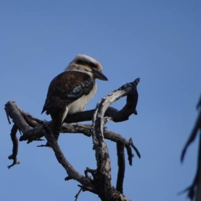 Dacelo novaeguineae (Laughing Kookaburra) at O'Malley, ACT - 12 Sep 2020 by Mike