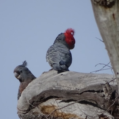 Callocephalon fimbriatum (Gang-gang Cockatoo) at Mount Mugga Mugga - 11 Sep 2020 by Mike