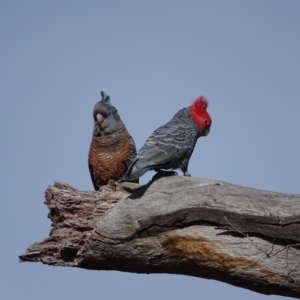 Callocephalon fimbriatum at O'Malley, ACT - 12 Sep 2020