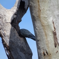 Callocephalon fimbriatum at O'Malley, ACT - 12 Sep 2020