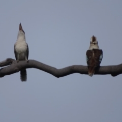 Dacelo novaeguineae (Laughing Kookaburra) at O'Malley, ACT - 12 Sep 2020 by Mike