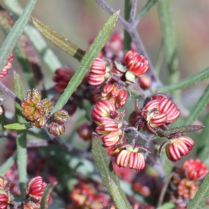 Dodonaea viscosa at Spence, ACT - 12 Sep 2020